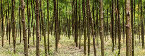Andhra Paper Farm Forestry
